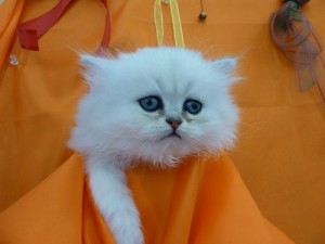 チンチラ