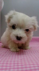 犬　ミックス