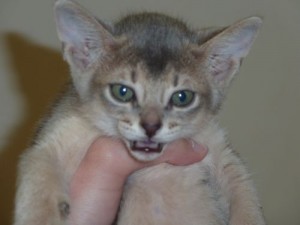 アビシニアン