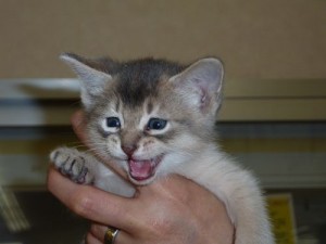 アビシニアン