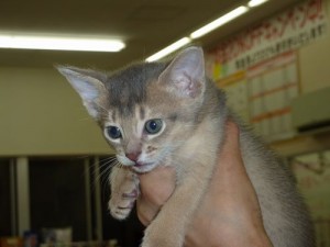 アビシニアン