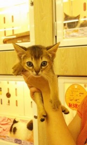 アビシニアン