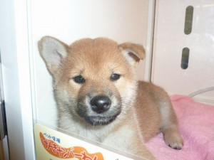 柴　犬　赤