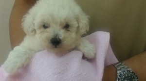 犬　ミックス