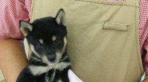 柴　犬　黒