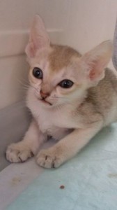 シンガプーラ