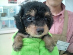 犬・ミックス