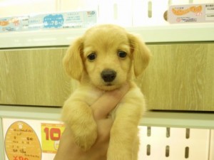 犬・ミックス
