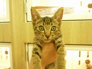 可愛い子猫　３０頭