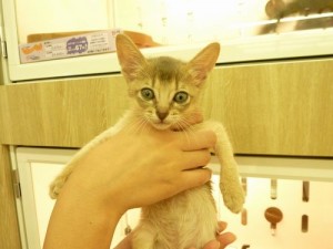 アビシニアン