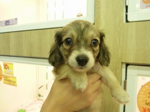 犬・ミックス