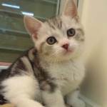 新着子猫情報一覧