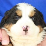 新着子犬情報一覧