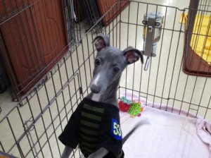 イタリアングレーハウンド　　