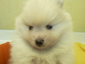 ポメラニアン