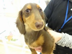 ミニチュアダックスフンド