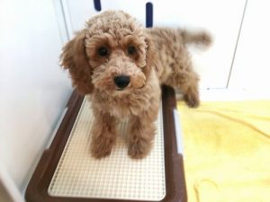 MIX犬（トイプードル×アメリカンコッカスパニエル）