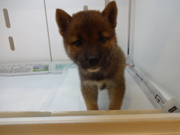 柴犬（赤）