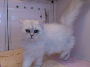 ペルシャ チンチラシルバー