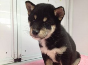 柴犬