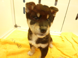 柴犬・売約済み郡山図景店