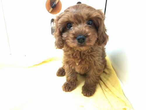 MIX犬(キャバリア×トイプードル)