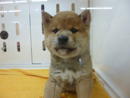 柴犬