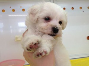 ビションフリーゼ　