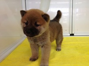 柴犬　