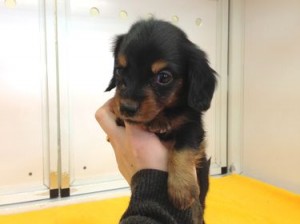 カニヘンダックスフンド　