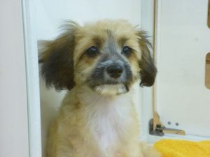 MIX犬（トイプードル×パピヨン）