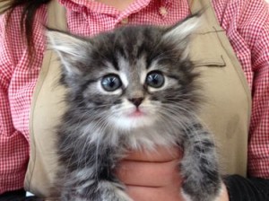 ノルウェージャンフォレストキャット　