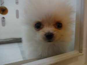 ポメラニアン　