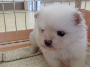 ポメラニアン　