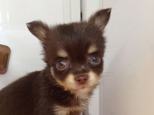チワワ（ロング）　