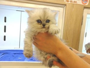ペルシャ　