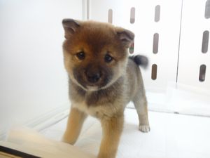 柴犬　
