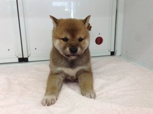 柴犬　
