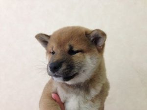 柴犬　