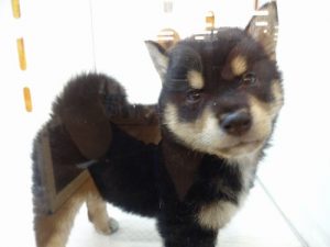 柴犬　