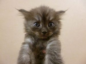 ノルウェージャンフォレストキャット×メインクーンＭＩＸ
