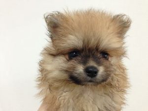 ポメラニアン