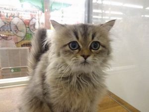 ペルシャ