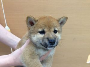柴犬