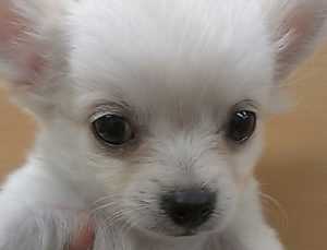 チワワ
