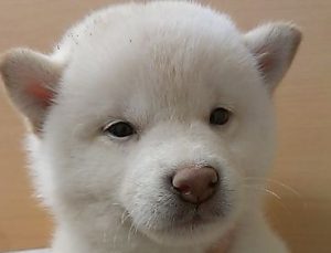 柴犬