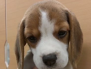 ビーグル 