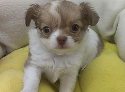 チワワ