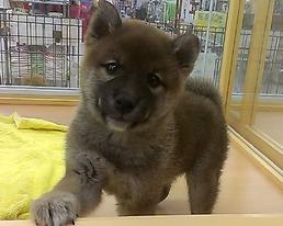 柴犬
