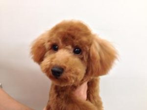 トイプードル　
